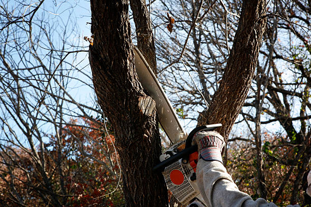 Best Lawn Pest Prevention  in Waldo, FL